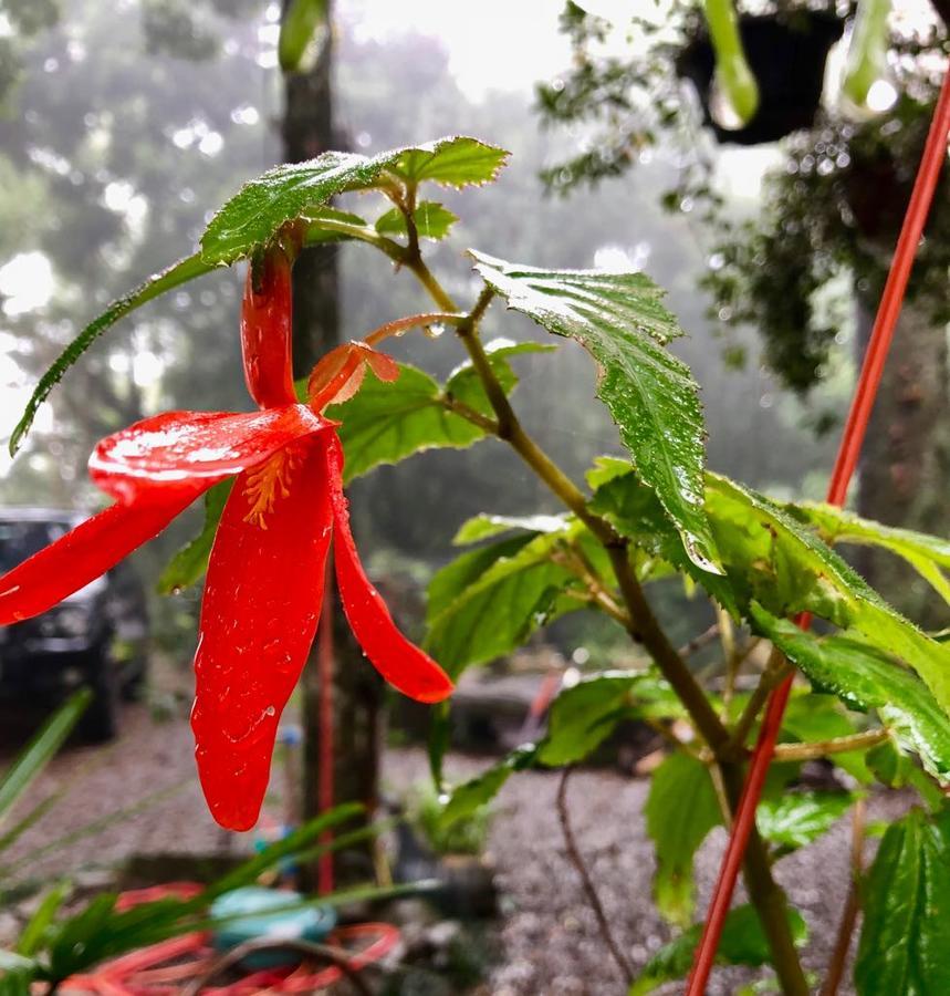 Chale Pinheiros De Gramado Villa Eksteriør billede